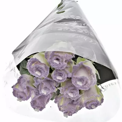 Fialová růže PEARL VIOLET LOVE 60cm (L)