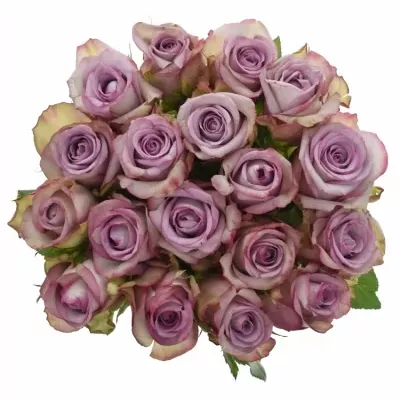 Fialová růže PURPLE JET@ 40cm (L)