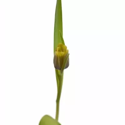 Fritillaria UVA-VULPIS