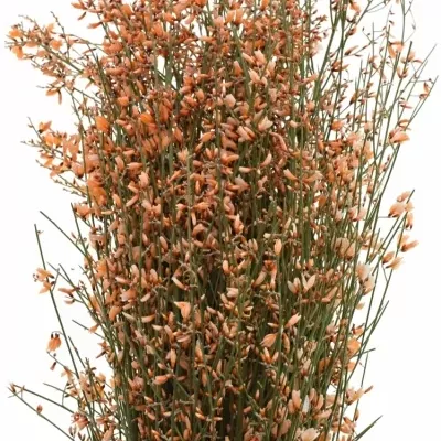 Genista BARVENÁ ORANŽOVÁ 65cm