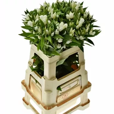 Gentiana WHITE SKY 60cm