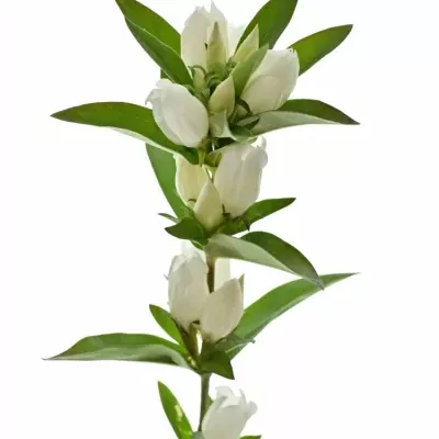 Gentiana WHITE SKY 60cm