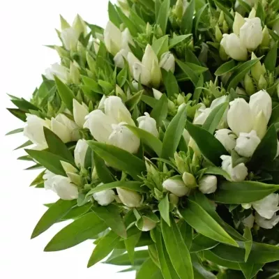 Gentiana WHITE SKY 60cm