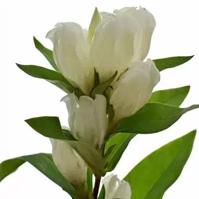 Gentiana WHITE SKY 60cm