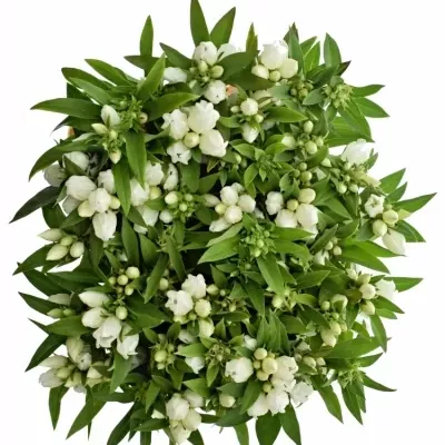 Gentiana WHITE SKY 60cm