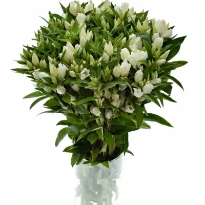 Gentiana WHITE SKY 60cm