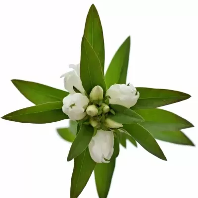 Gentiana WHITE SKY 60cm