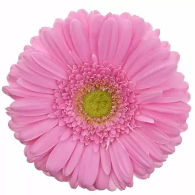 GERBERA GE GLOSSY