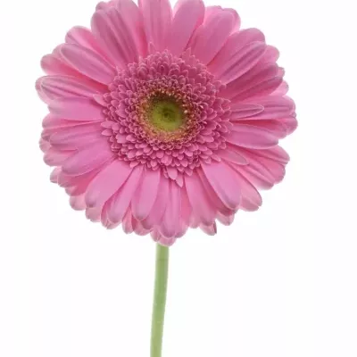 GERBERA GE GLOSSY