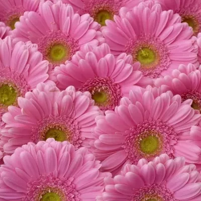 GERBERA GE GLOSSY