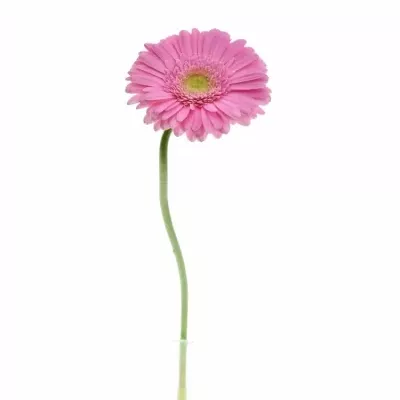 GERBERA GE GLOSSY