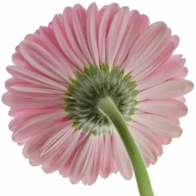 GERBERA GE GLOSSY