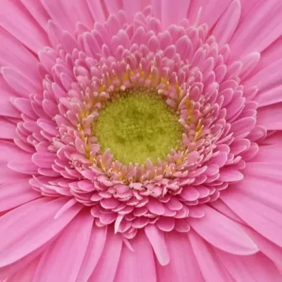 GERBERA GE GLOSSY