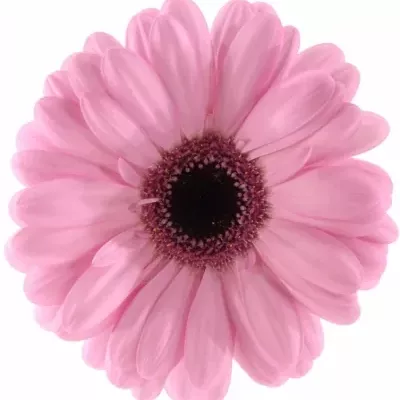 GERBERA GR ABRAXAS