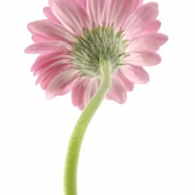 GERBERA GR ABRAXAS