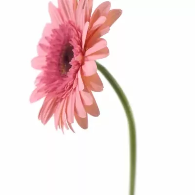 Gerbera GR ABRIANA 10cm