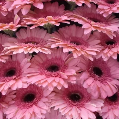 Gerbera GR ABRIANA 10cm