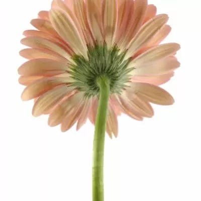 Gerbera GR ABRIANA 10cm