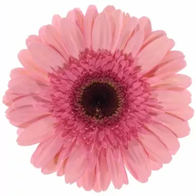 Gerbera GR ABRIANA 10cm