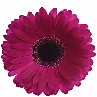 Gerbera GR ALADIN 10cm