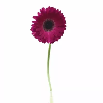 Gerbera GR ALADIN 10cm