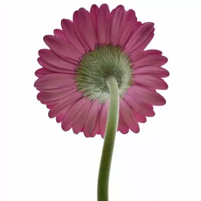 Gerbera GR ALADIN 10cm