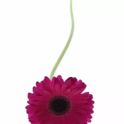 Gerbera GR ALADIN 10cm