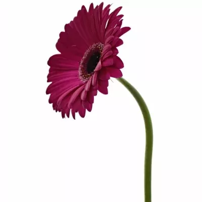 Gerbera GR ALADIN 10cm