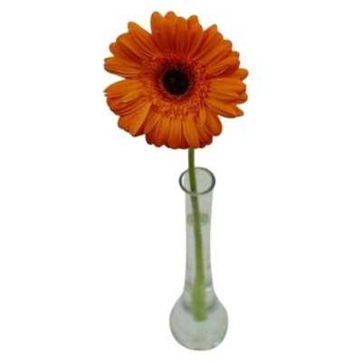 Gerbera GR ALEX