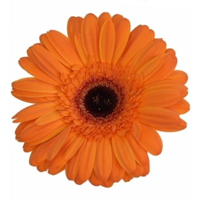 Gerbera GR ALEX