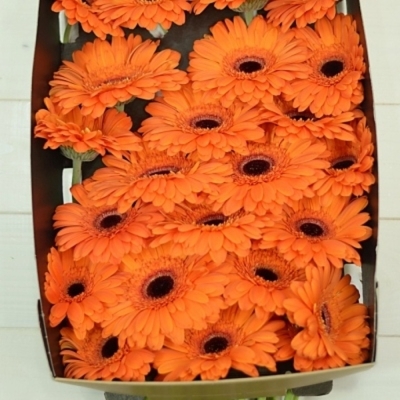 Gerbera GR ALEX