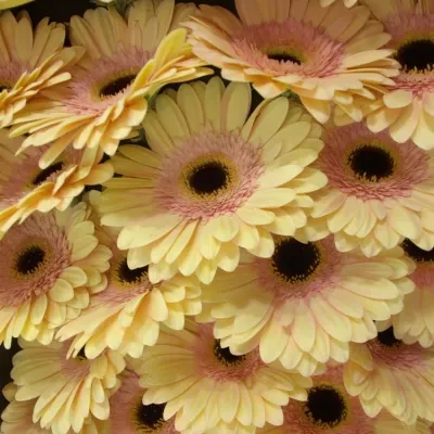 Gerbera GR ALLIANCE 10cm