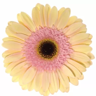 Gerbera GR ALLIANCE 10cm