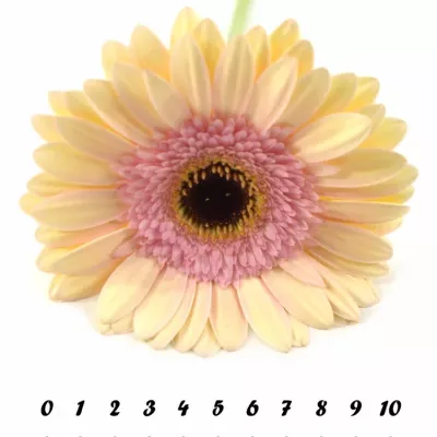 Gerbera GR ALLIANCE 10cm