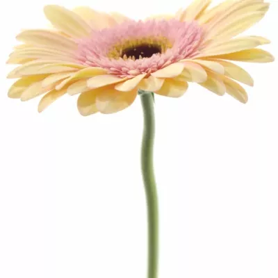 Gerbera GR ALLIANCE 10cm