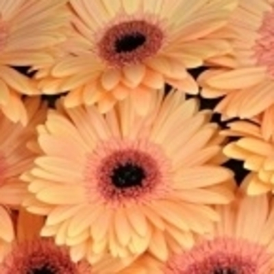 Gerbera GR ALMA