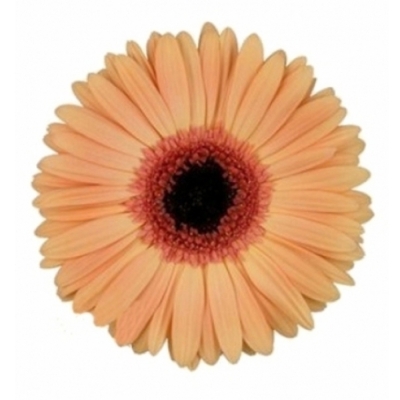 Gerbera GR ALMA