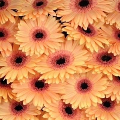 Gerbera GR ALMA