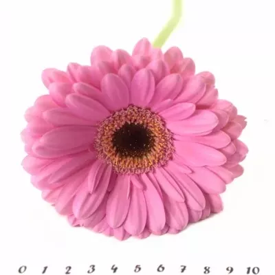 Gerbera GR ALYDIA 10cm