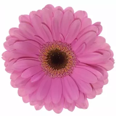 Gerbera GR ALYDIA 10cm