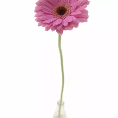 Gerbera GR ALYDIA 10cm