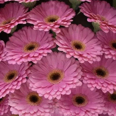 Gerbera GR ALYDIA 10cm