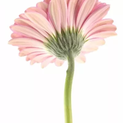 Gerbera GR ALYDIA 10cm