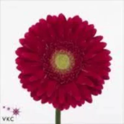 Gerbera GR AMBASSADOR