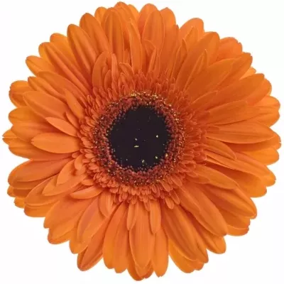 Gerbera GR AMIRA