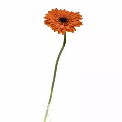 Gerbera GR AMIRA