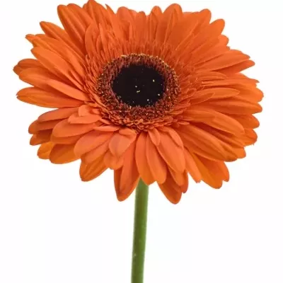 Gerbera GR AMIRA