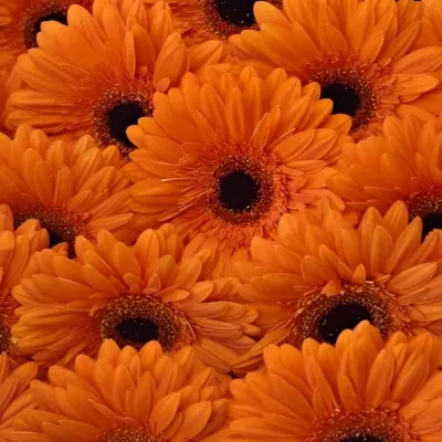 Gerbera GR AMIRA