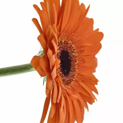 Gerbera GR AMIRA