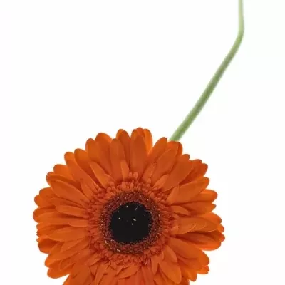 Gerbera GR AMIRA